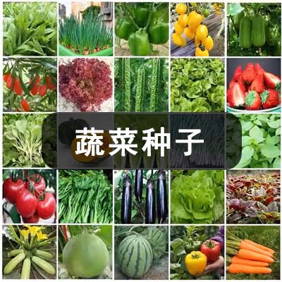 蔬菜种子（随机发一袋）